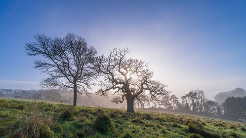 Oak-Tree-Mist-Trelissick-Truro-Cornwall