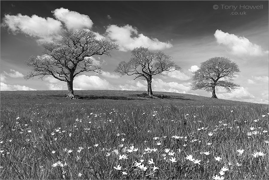 Oak Trees, Celandines