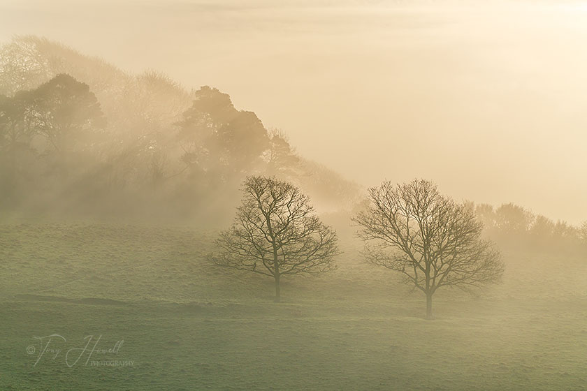 Oak Trees, Mist, Trelissick, Truro