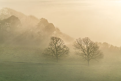 Oak-Trees-Mist-Trelissick-Truro-Cornwall-AR3470