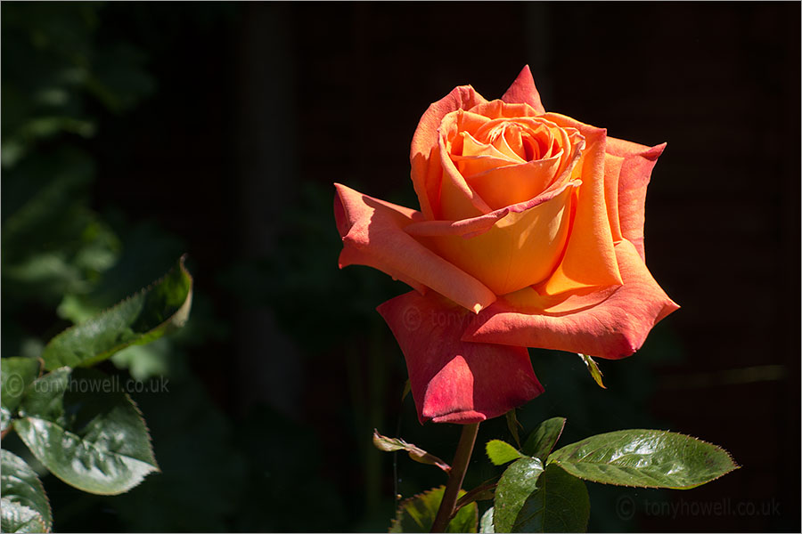 Orange pink Rose
