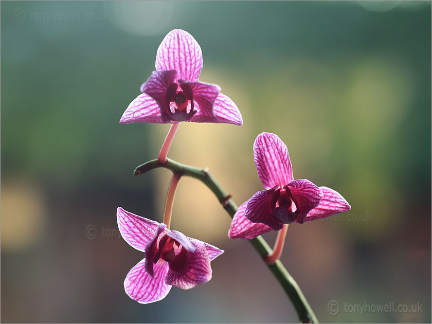 Orchid phalaenopsis hybrid