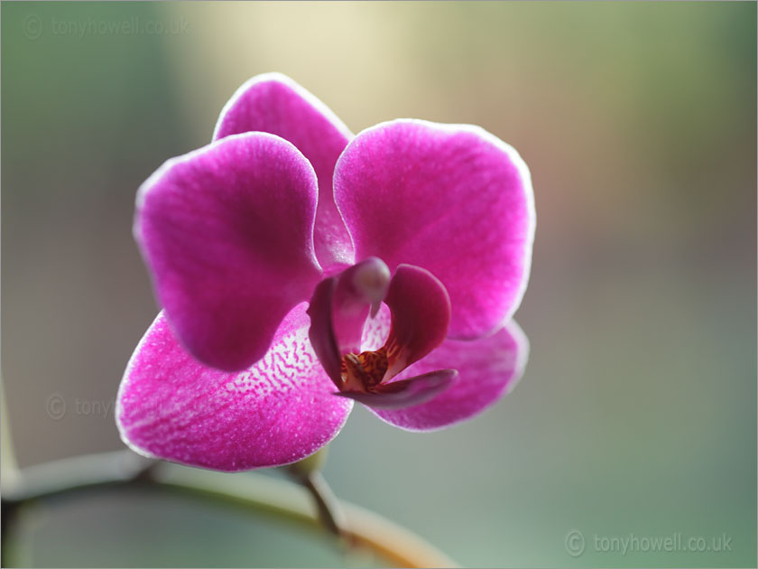 Orchid phalaenopsis hybrid