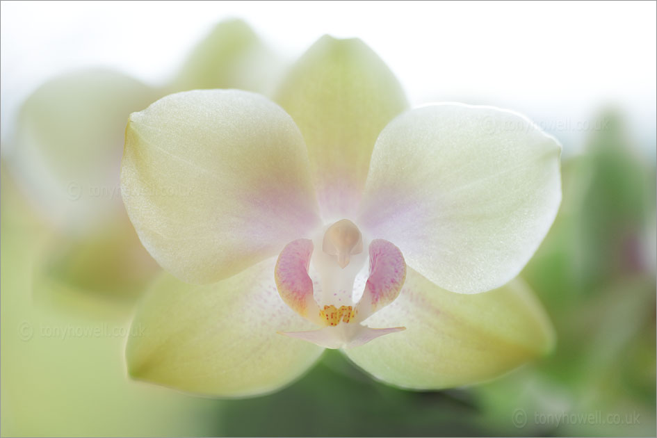 Orchid phalaenopsis hybrid