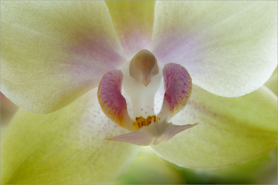 Orchid phalaenopsis hybrid