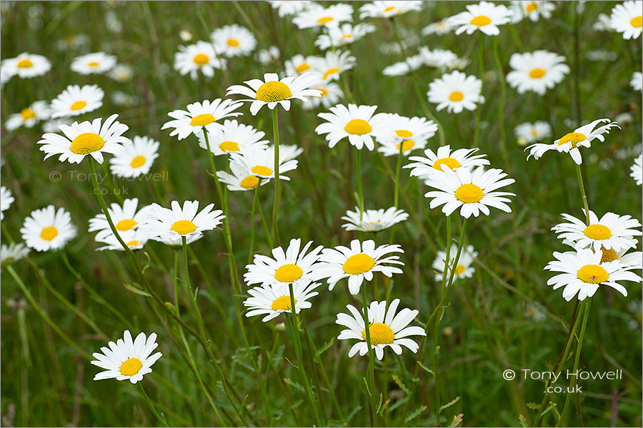 Oxeye Daisies, Leucanthemum vulgare