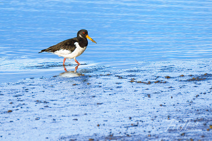 Oystercatcher, Hayle