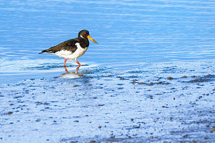 Oystercatcher-Hayle-Cornwall-AR2826