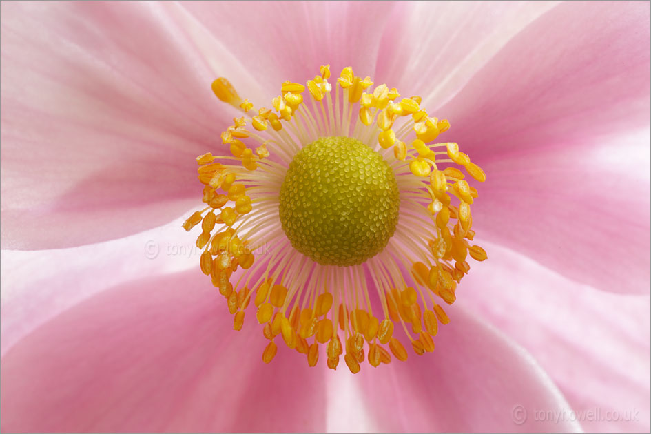 Pale pink Japanese anemone