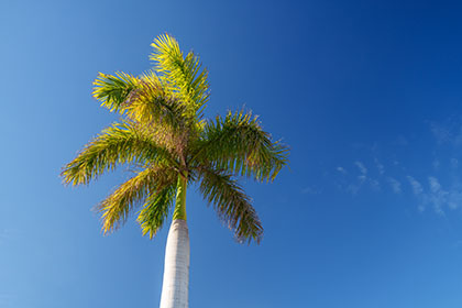 Palm Tree-Tenerife