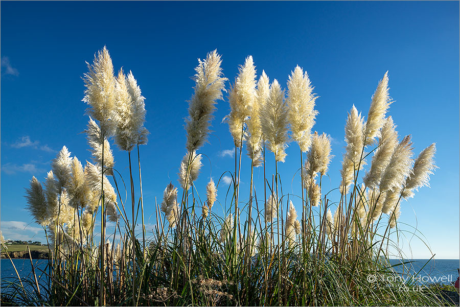 Pampas Grass - Cortaderia selloana