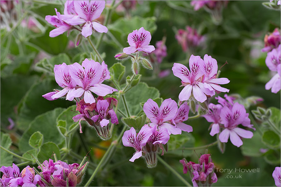 Pelargonium cordifolium