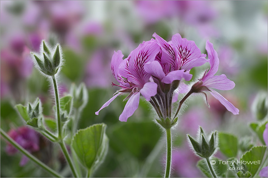 Pelargonium cordifolium