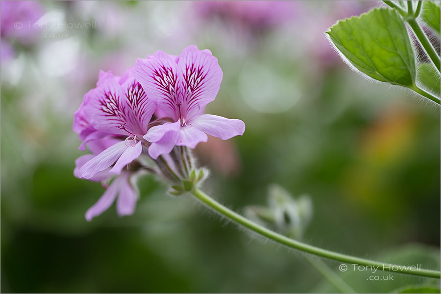 Pelargonium cordifolium