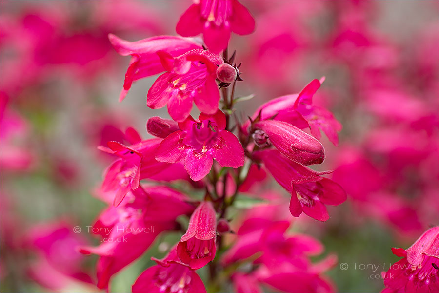 Penstemon 