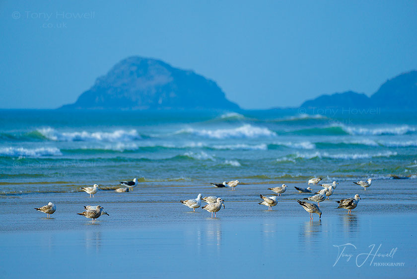 Perranporth Beach, Gulls, Cornwall, England