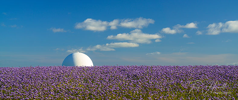 Phacelia, Remote Radar Head, Portreath