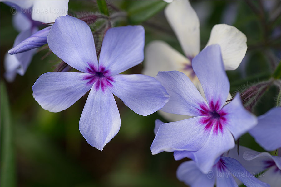 Phlox