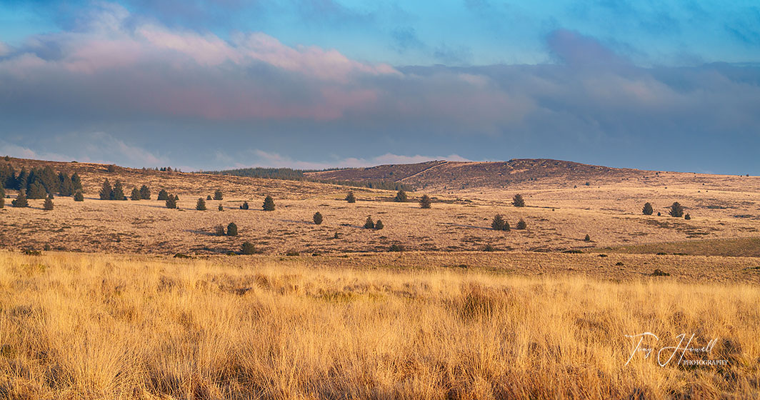 Pine Trees, Dartmoor