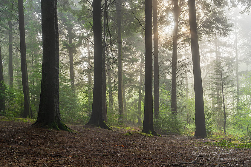 Pine Trees, Mist, Idless Woods