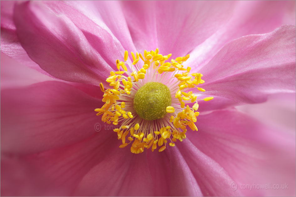 Pink Anemone Pretty Lady Julia