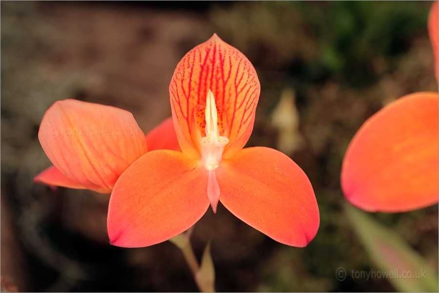 Pinky Orange Disa Uniflora