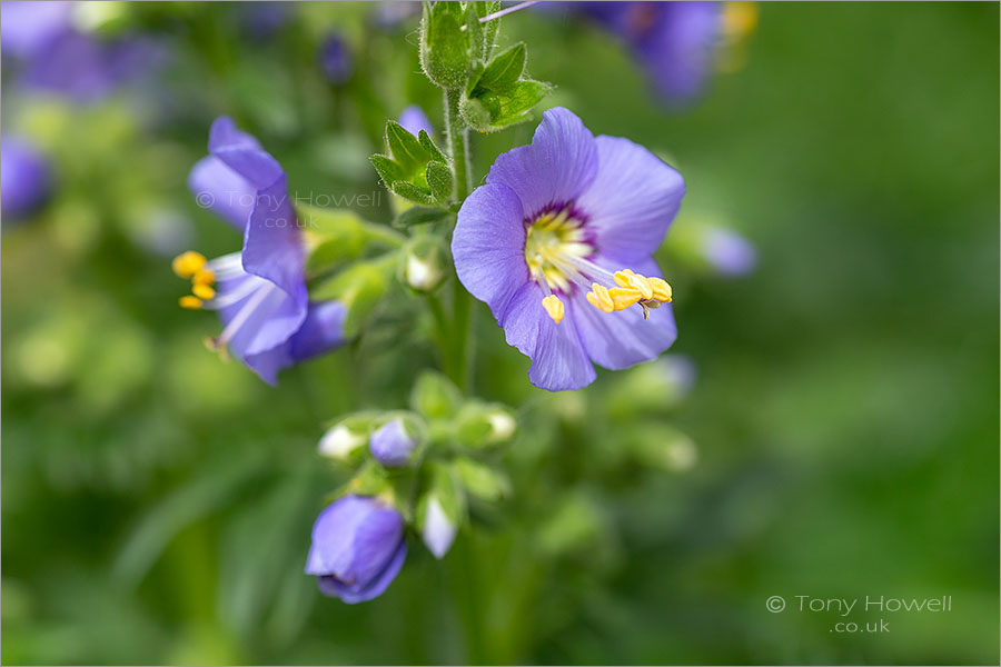 Polemonium, Jacobs Ladder