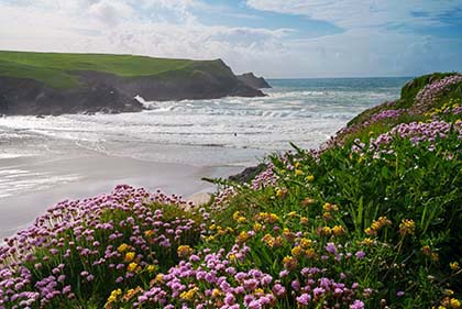 Polly-Joke-Beach-Sea-Pinks-Newquay-Cornwall