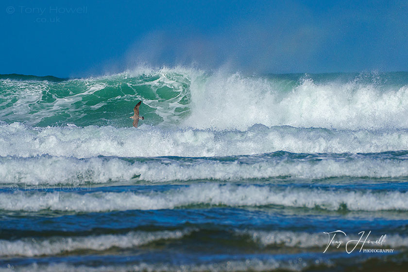 Polly Joke Beach, Waves, Gull