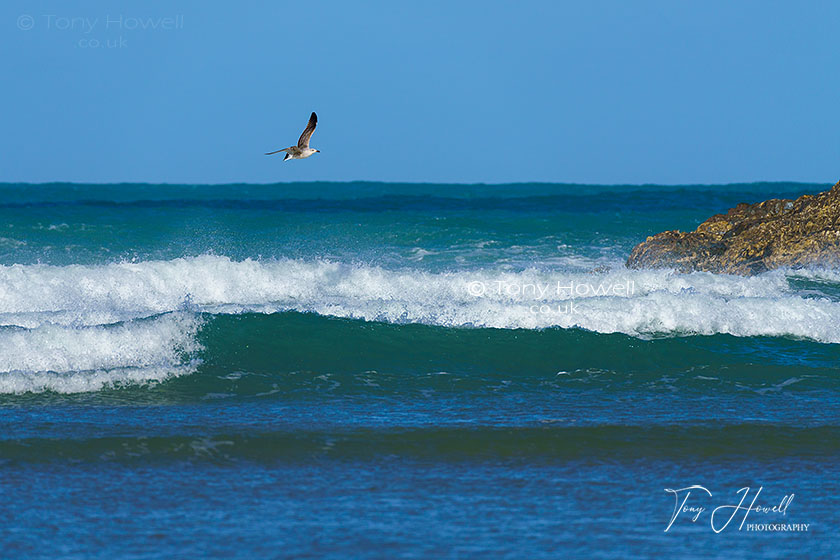 Polly Joke Beach, Waves, Gull