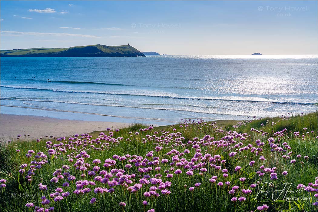 Polzeath Beach Sea Pinks