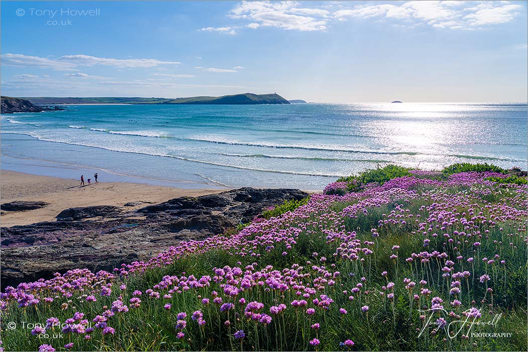 Polzeath Beach Sea Pinks