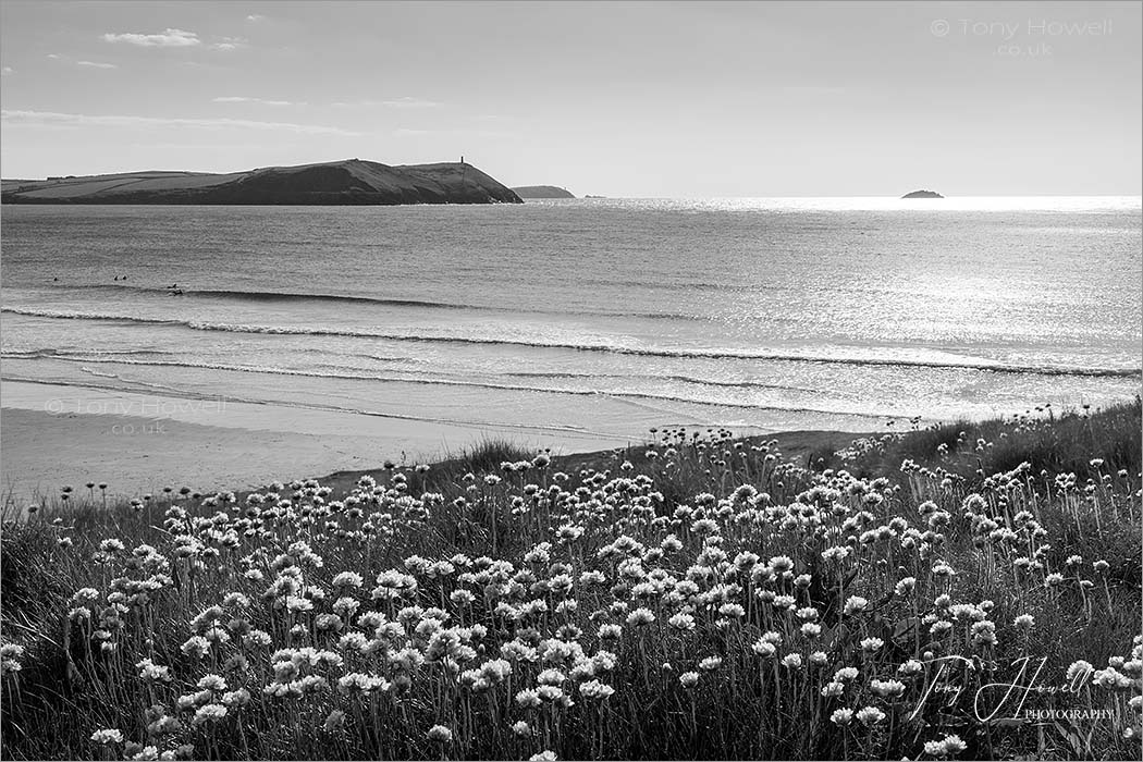 Polzeath Beach Sea Pinks