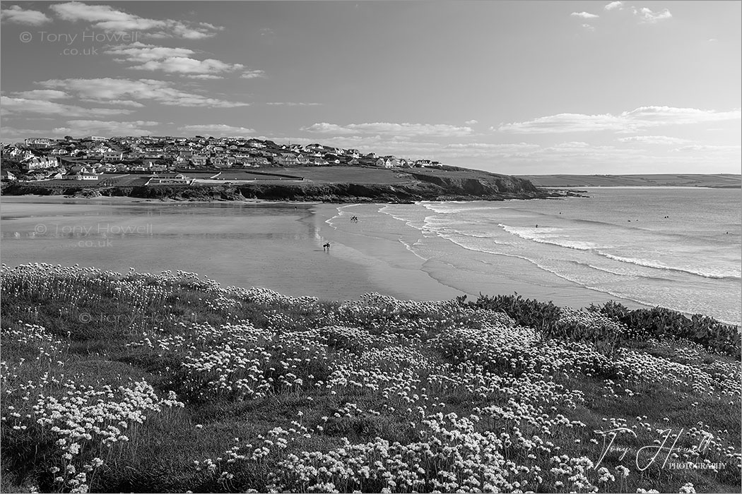 Polzeath Beach Sea Pinks