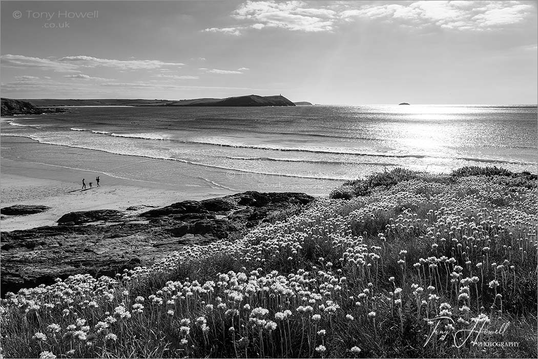 Polzeath Beach Sea Pinks