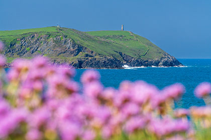 Polzeath-Stepper-Point-Sea-Pinks-Cornwall
