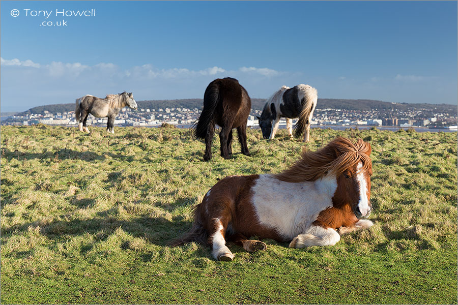 Ponies, Brean Down