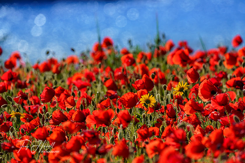 Poppies, Corn Marigolds, Blue Sea, West Pentire