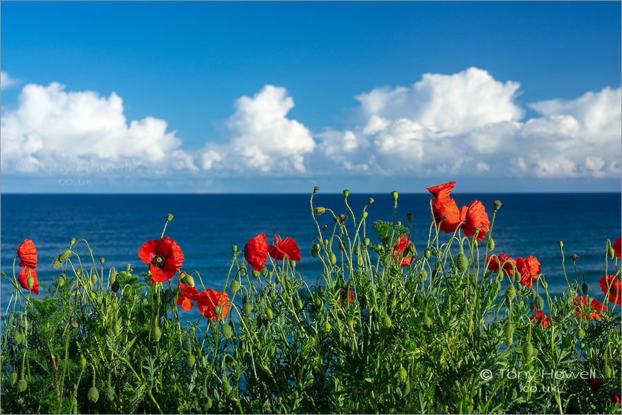 Poppies, Fistral Beach, Newquay