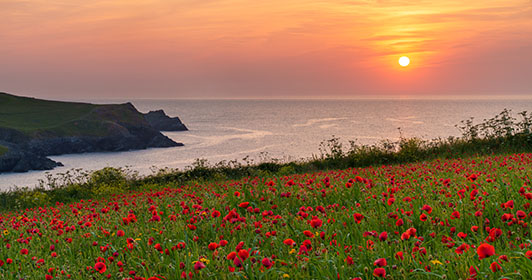 Poppies-West-Pentire-Cornwall
