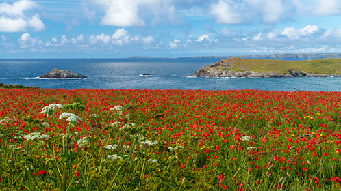Poppies-West-Pentire-Cornwall-AR3360