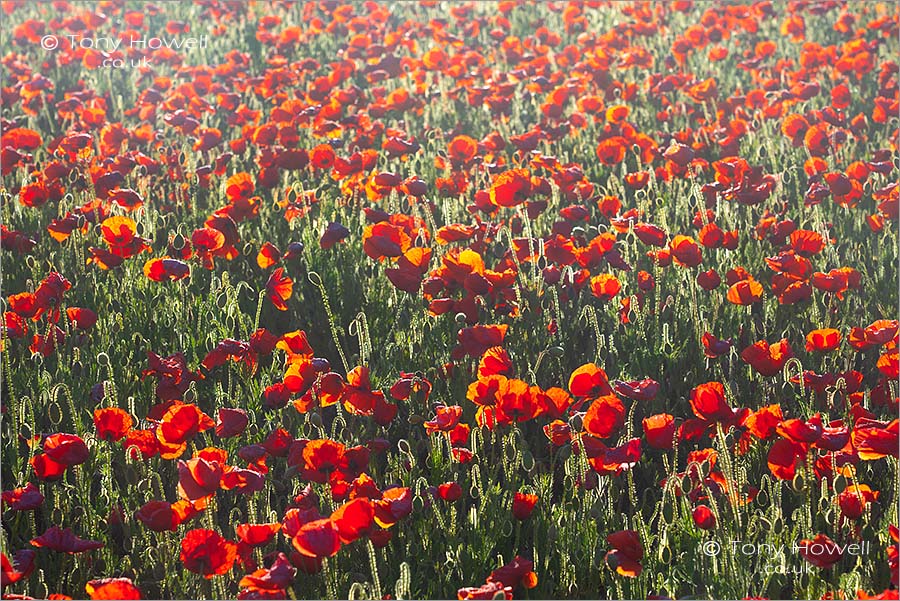 Poppies, West Pentire