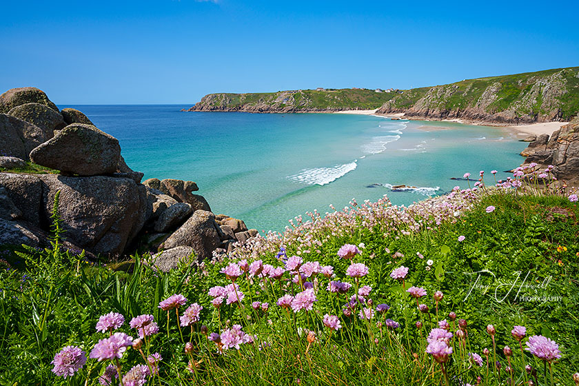 Porthcurno, Pedn Vounder, Sea Pinks