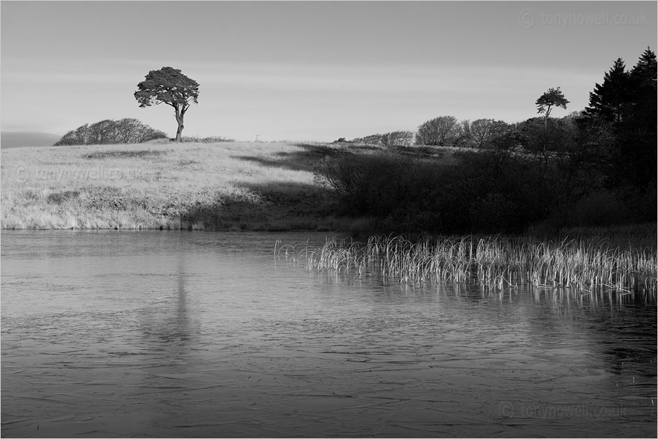 Pine Tree, Waldegrave Pool