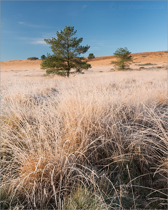 Pine Tree