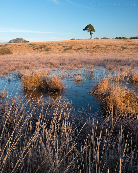 Waldegrave Pool