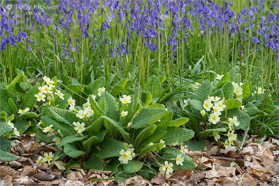 Primroses, Bluebells