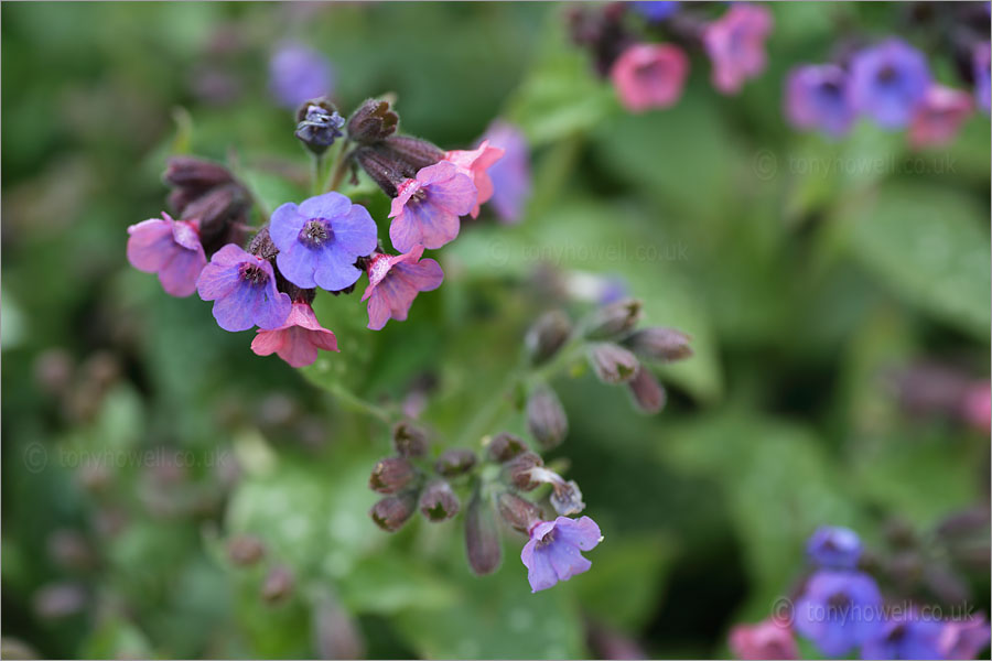 Pulmonaria