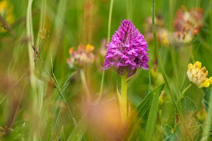 Pyramidal-Orchid-West-Pentire-Cornwall-AR3358