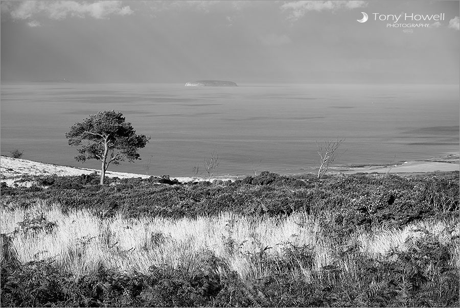 Pine Tree, Steep Holm